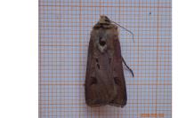 Agrotis exclamationis exclamationis