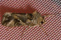 Autographa gamma