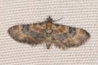 Eupithecia linariata/pulchellata/pyreneata