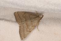 Pechipogo strigilata