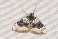 Cosmorhoe ocellata
