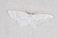 Asthena albulata