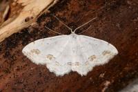 Scopula ornata