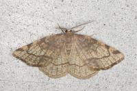 Stegania trimaculata