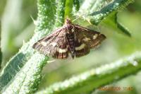 Pyrausta purpuralis