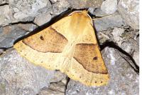 Crocallis elinguaria