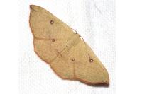 Cyclophora puppillaria
