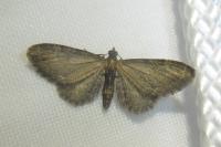 Eupithecia vulgata