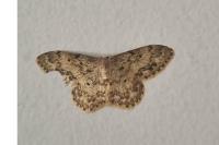 Idaea libycata