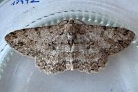 Hypomecis punctinalis