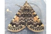 Idia calvaria