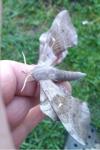 Laothoe populi