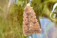 Caradrina clavipalpis