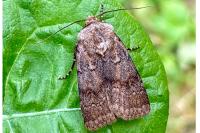 Agrotis cinerea