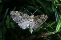 Eupithecia tantillaria