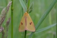 Diacrisia sannio