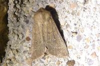 Mythimna albipuncta