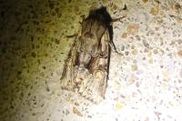 Lacanobia w-latinum