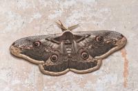 Saturnia pyri