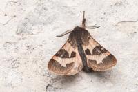 Watsonarctia deserta