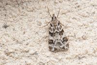 Eudonia delunella