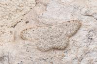 Scopula marginepunctata