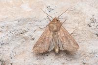 Mythimna albipuncta