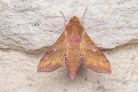 Deilephila porcellus