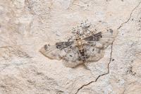 Idaea filicata
