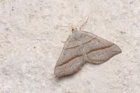Scotopteryx mucronata