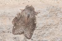 Stauropus fagi