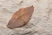 Watsonalla uncinula