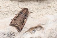 Xestia c-nigrum