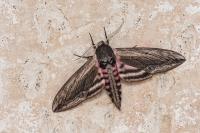 Sphinx ligustri