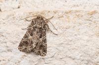 Hadena bicruris