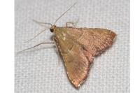 Endotricha flammealis