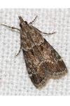Eudonia mercurella