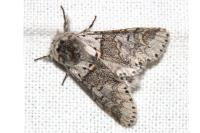 Furcula furcula