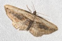 Horisme vitalbata