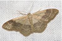 Idaea aversata
