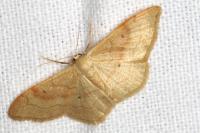 Idaea rubraria
