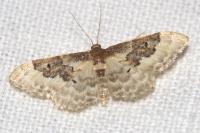 Idaea rusticata