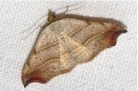 Laspeyria flexula