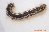 Trichiura crataegi