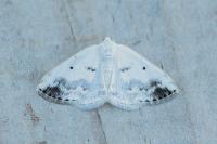 Lomographa temerata