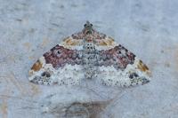 Xanthorhoe spadicearia/ferrugata