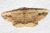 Menophra abruptaria