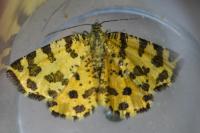 Pseudopanthera macularia
