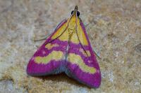 Pyrausta virginalis
