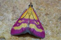 Pyrausta virginalis